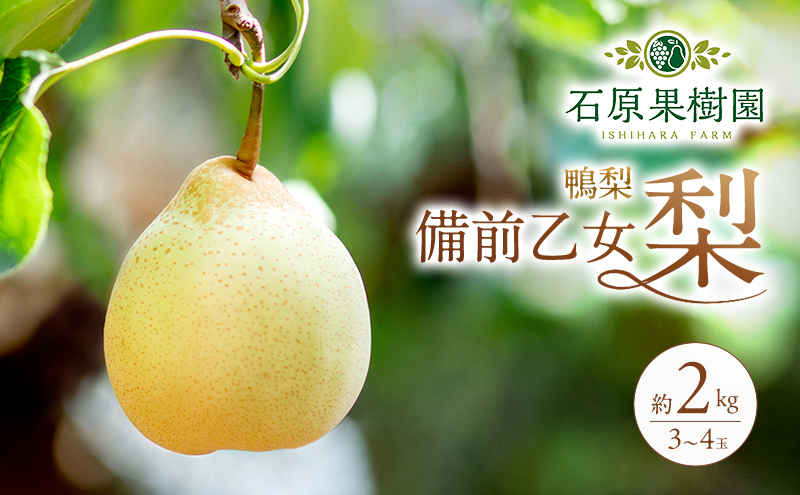 �y���R�����˓��s�z�� 2026�N ��s�\�� ���O�������i�����j 3�`4�� ���v��2kg�y11�����{�`12�����{�������z  �i�V �Ȃ� ���R���Y ���Y �t���[�c �ʕ� �M�t�g �Ό��ʎ���