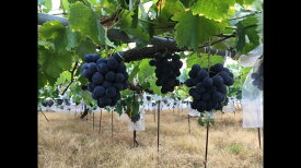 G7088_【2026年 先行予約】 紀州有田産 ブラックオリンピア (ハチミツぶどう) 2kg 【ぶどう ブドウ 葡萄 グレープ フルーツ 国産】