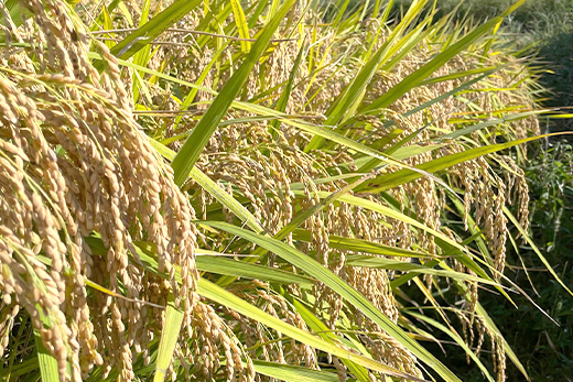 【定期便】淡路島の棚田米　5kg×12回（毎月発送）　精米 白米