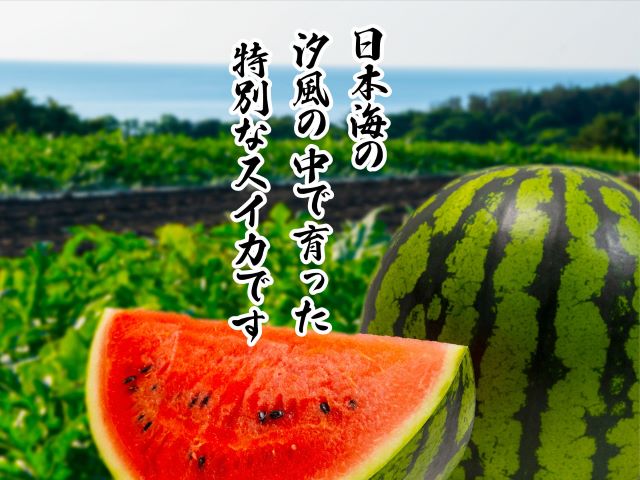 先行予約 訳あり 工藤さんが作ったスイカ 2玉 約7～8kg 品種おまかせ スイカ すいか 果物 くだもの フルーツ 旬の果物 旬のフルーツ 季節のフルーツ デザート 訳アリ 青森 青森県 鰺ヶ沢町