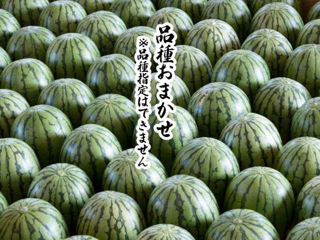先行予約 訳あり 工藤さんが作ったスイカ 3～5玉 品種おまかせ スイカ すいか 果物 くだもの フルーツ 旬の果物 旬のフルーツ 季節のフルーツ デザート 訳アリ 青森 青森県 鰺ヶ沢町