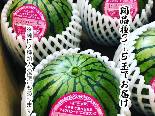 先行予約 訳あり 工藤さんが作ったスイカ 3～5玉 品種おまかせ スイカ すいか 果物 くだもの フルーツ 旬の果物 旬のフルーツ 季節のフルーツ デザート 訳アリ 青森 青森県 鰺ヶ沢町