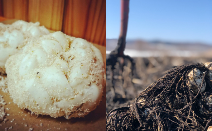 ゆり根入りかまぼこ「ナウマンボール」18個（6個入×3P）十勝幕別忠類産ゆり根 魚貝類 練り製品 加工品 惣菜 冷凍 野菜 根菜ゆり根 スケソウダラ カリウム 食物繊維 葉酸 スーパー食材 