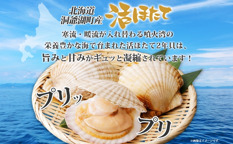 北海道洞爺湖町のふるさと納税 北海道産 活ほたて 2年貝 約 2kg 15枚～22枚 2026年1月中旬～2月上旬頃お届け 殻付き 貝付き 帆立 ホタテ ほたて 貝 魚介 海産 海鮮 貝柱 噴火湾 刺身 焼き フライ 生産者支援 産地直送 送料無料 魚介類 魚貝類