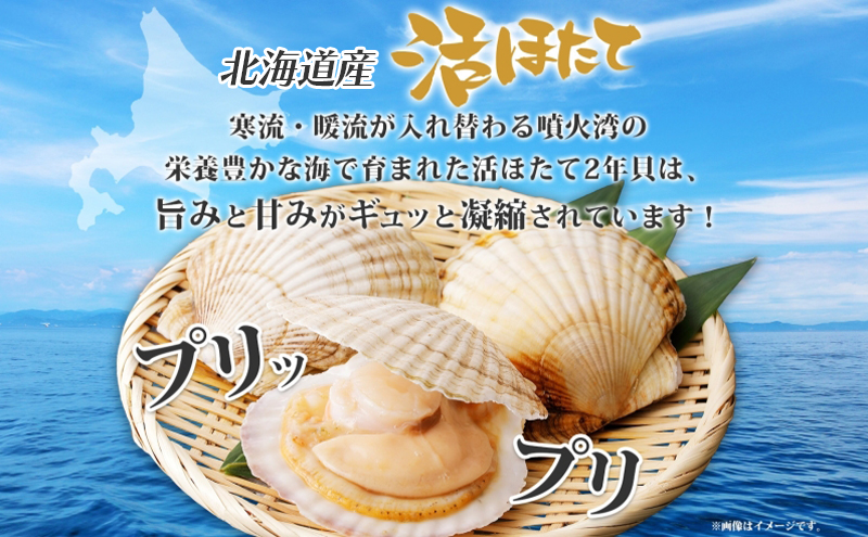 北海道洞爺湖町のふるさと納税 北海道産 活ほたて 2年貝 約 4kg 30枚～45枚 2026年1月中旬～2月上旬頃お届け 殻付き 貝付き 帆立 ホタテ ほたて 貝 魚介 海産 海鮮 貝柱 噴火湾 刺身 焼き フライ 生産者支援 産地直送 送料無料 魚介類