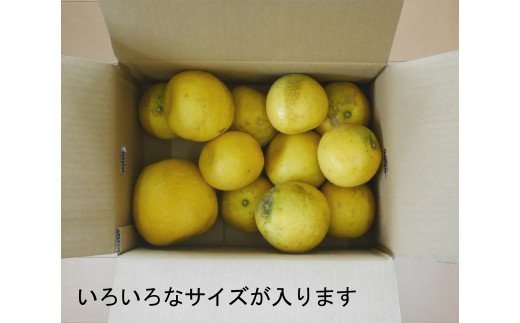 数量限定 先行予約 訳あり 河内晩柑 10kg 12000円 みかん わけあり かわちばんかん 愛南ゴールド あいなん ゴールド 夏 文旦 和製 グレープフルーツ 家庭用 産地直送 国産 農家直送 期間限定 数量限定 ビタミン 健康 おいしい 特産品 ゼリー ジュース アイス 等に 人気 限定 さわやか 甘い フルーツ 果物 柑橘 mikan 蜜柑 ミカン 規格外 吉田農園 愛南町 愛媛県