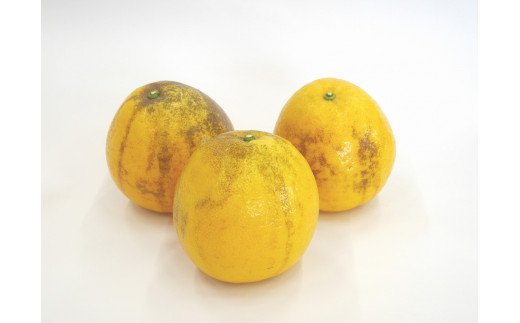 数量限定 先行予約 訳あり 河内晩柑 5kg 7000円 みかん わけあり かわちばんかん 愛南ゴールド あいなん ゴールド 夏 文旦 和製 グレープフルーツ 家庭用 産地直送 国産 農家直送 期間限定 数量限定 ビタミン 健康 おいしい 特産品 ゼリー ジュース アイス 等に 人気 限定 さわやか 甘い フルーツ 果物 柑橘 mikan 蜜柑 ミカン 規格外 吉田農園 愛南町 愛媛県