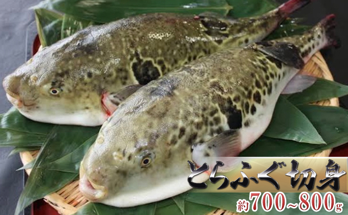 国産とらふぐ1匹（てっちり鍋4人前） 魚貝類 フグ 