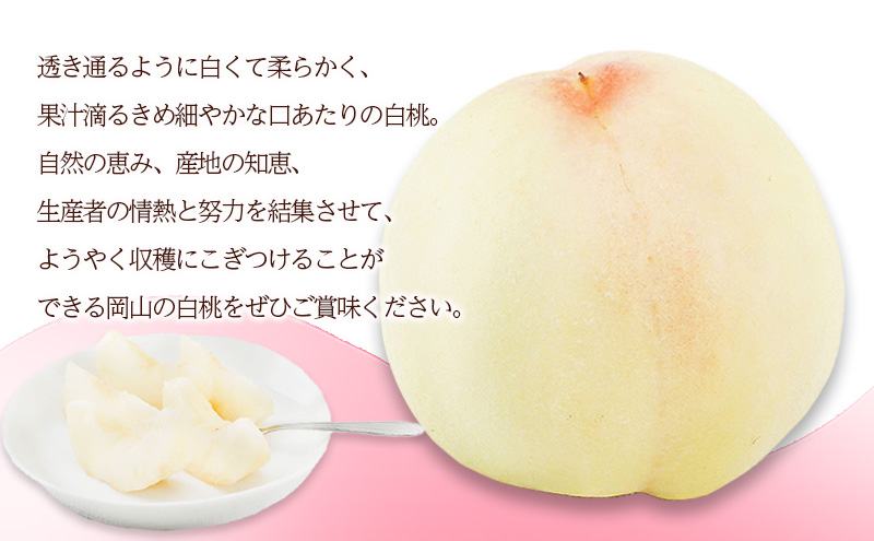 桃 2026年 先行予約 白桃 8玉（1玉200g以上）化粧箱入り もも モモ 岡山県産 国産 フルーツ 果物 ギフト 