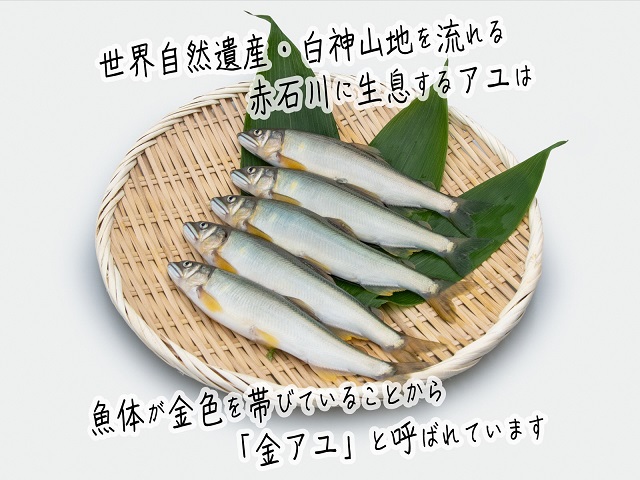 鮎 5尾 2パック セット 詰め合わせ 赤石川の金の鮎 真空冷凍パック 冷凍 あゆ アユ 魚 川魚 魚介 魚介類 海鮮 海鮮セット おかず おつまみ つまみ お酒のつまみ 酒のつまみ 夕飯 青森 青森県 鰺ヶ沢町