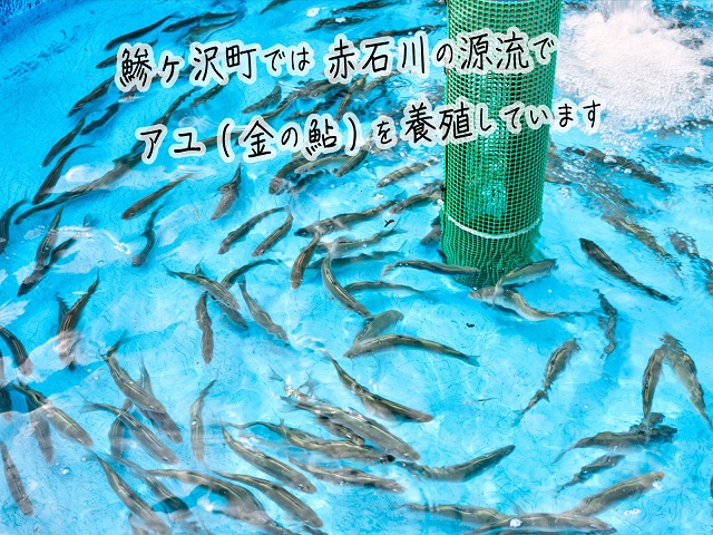 鮎 5尾 2パック セット 詰め合わせ 赤石川の金の鮎 真空冷凍パック 冷凍 あゆ アユ 魚 川魚 魚介 魚介類 海鮮 海鮮セット おかず おつまみ つまみ お酒のつまみ 酒のつまみ 夕飯 青森 青森県 鰺ヶ沢町