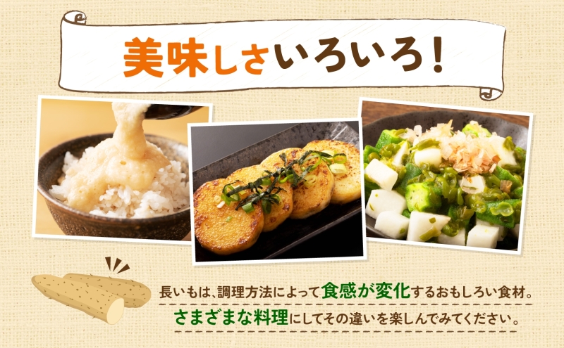 北海道産 青野農園 土つき 長いも 約5kg 5～7本 11月下旬～1月中旬ごろお届け ながいも 土付き 北海道 長芋 自然薯 とろろ いも イモ 旬 野菜 農作物 産地直送 お取り寄せ 送料無料 根菜 とろろご飯 