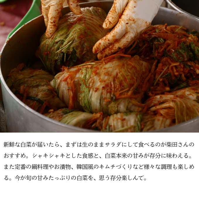 瀬戸内 牛窓産 白菜 約15kg（5～6玉） 野菜 はくさい 