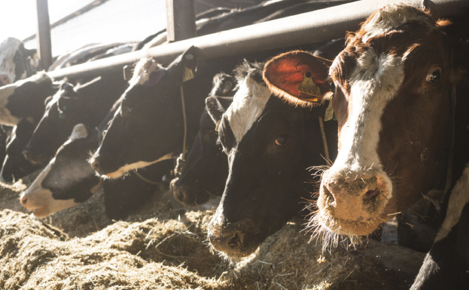 ［12回定期便］十勝幕別町産 無添加「のむヨーグルト」150g×12本［JGAP認証 田口畜産］ 乳飲料 ドリンク 乳製品 