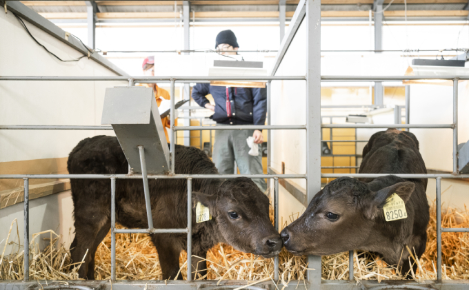 ［6回定期便］十勝幕別町産 無添加「のむヨーグルト」750g×3本［JGAP認証 田口畜産］ 乳飲料 ドリンク 乳製品 