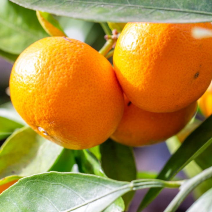 [秀品]和歌山有田みかん4kg(2Lサイズ) ※2025年11月中旬～2026年1月中旬頃に順次発送予定 ふるさと納税 ミカン