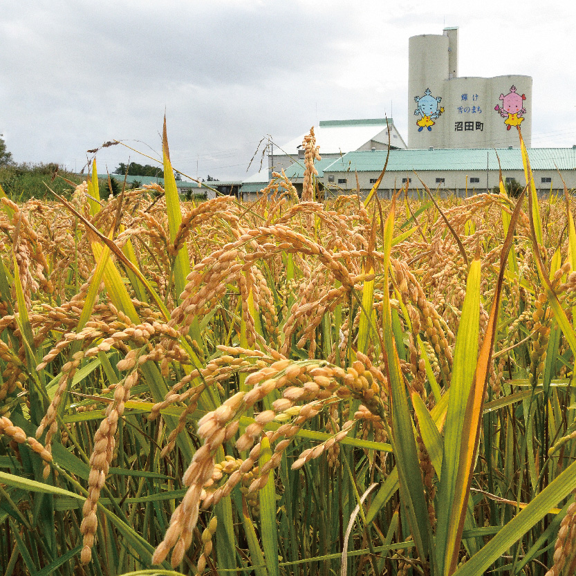 【先行予約】令和7年産 特Aランク米 ななつぼし 精米 5kg（5kg×1袋）雪冷気 籾貯蔵 北海道 雪中米 米米米