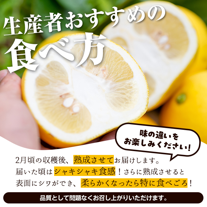 （鹿児島特産品）ニッチャ サワーポメロ 箱満杯詰 先行予約受付中！2026年2月下旬以降発送予定＞数量限定！特選