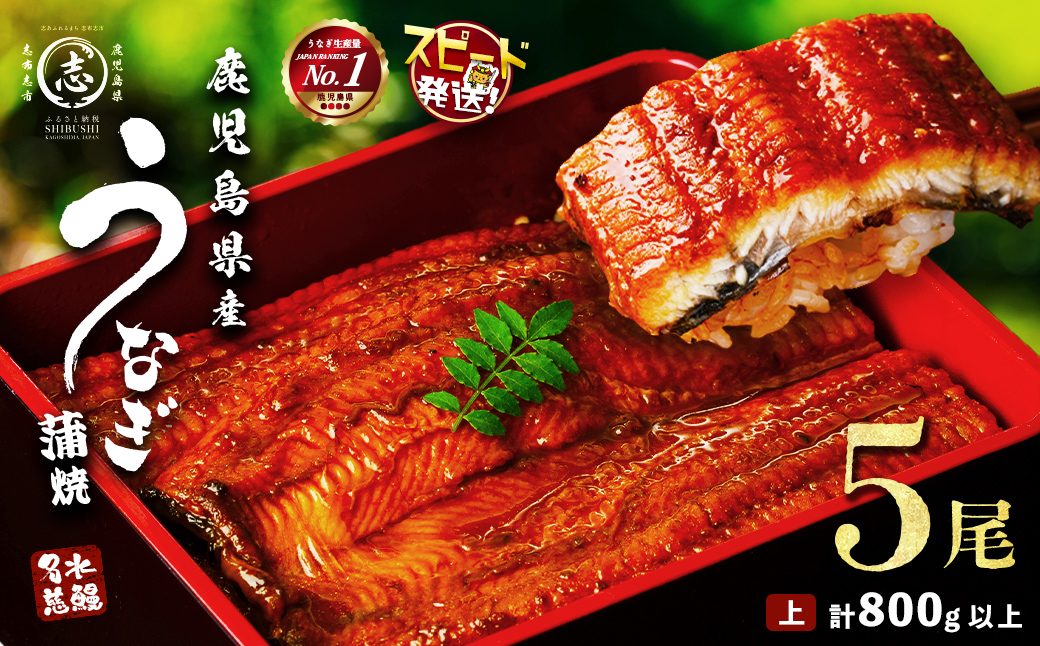 鹿児島県志布志市のふるさと納税 【志布志市制20周年記念】【10営業日以内に発送】鹿児島県産うなぎ蒲焼 名水慈鰻 5尾＜計800g以上＞ b8-043