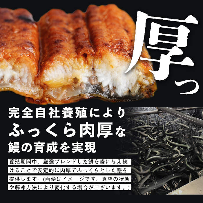 鹿児島県志布志市のふるさと納税 【志布志市制20周年記念】【10営業日以内に発送】鹿児島県産うなぎ蒲焼 名水慈鰻 5尾＜計800g以上＞ b8-043