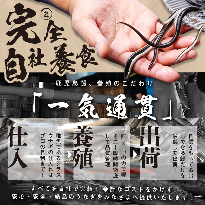 鹿児島県志布志市のふるさと納税 【志布志市制20周年記念】【10営業日以内に発送】鹿児島県産うなぎ蒲焼 名水慈鰻 5尾＜計800g以上＞ b8-043