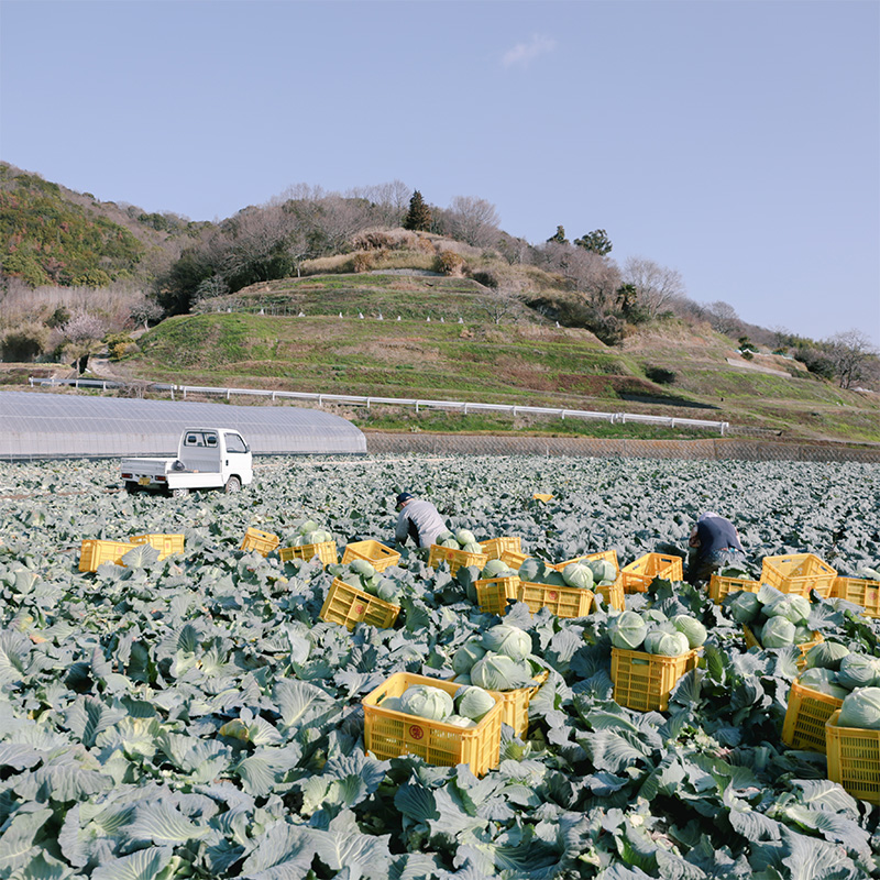 瀬戸内 牛窓産 キャベツ 約10kg（4～8玉） 野菜 岡山県産 