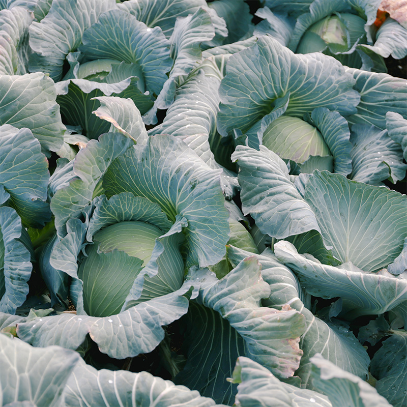 瀬戸内 牛窓産 キャベツ 約10kg（4～8玉） 野菜 岡山県産 