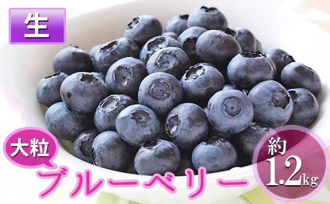 y쌧szs\ 2026N MBY 嗱u[x[ 1.2kg 12pbN 쌧Y ʕ t[c L s