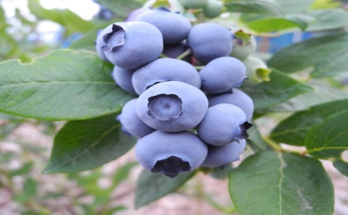 先行予約 2026年発送 信州小諸産 大粒生ブルーベリー 約1.2kg 12パック入 長野県産 果物 フルーツ 風味豊か 小諸市