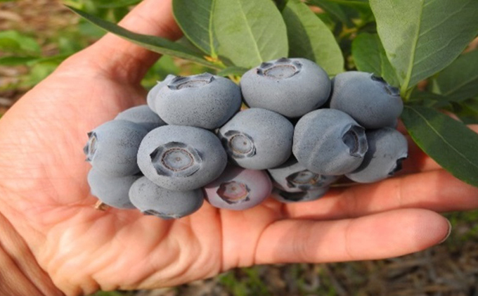 先行予約 2026年発送 信州小諸産 大粒生ブルーベリー 約1.2kg 12パック入 長野県産 果物 フルーツ 風味豊か 小諸市