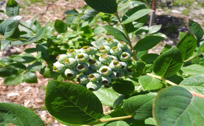 先行予約 2026年発送 信州小諸産 大粒生ブルーベリー 約1.2kg 12パック入 長野県産 果物 フルーツ 風味豊か 小諸市