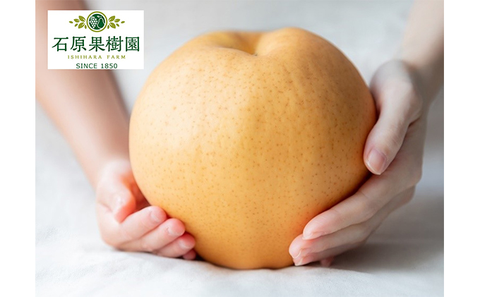 【岡山県里庄町】梨 2025年 先行予約 備前横綱梨(あたご梨) 1玉 (1〜1.4kg) 贈答箱【11月下旬〜12月中旬頃発送】 ナシ なし 岡山県産 国産 フルーツ 果物 ギフト 石原果樹園