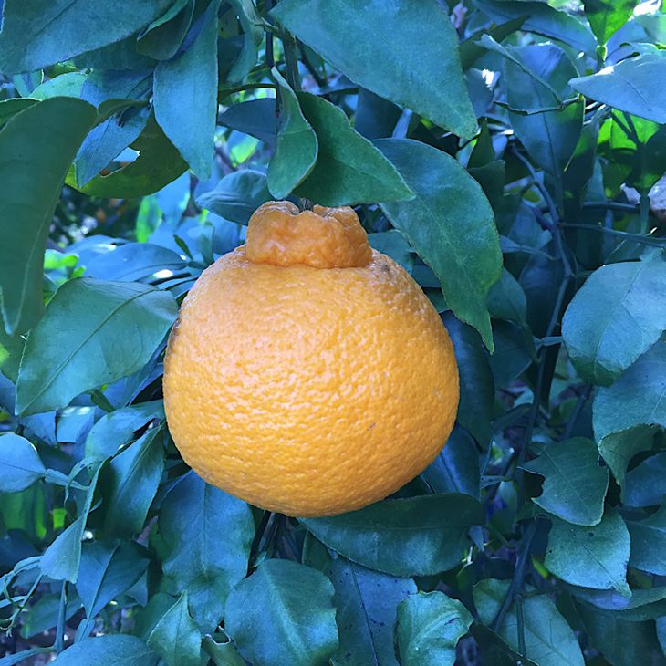 ZE6209n_【2026年先行予約】有田の不知火(しらぬひ) 2.5kg　8～11玉　（M～2Lサイズ）まごころ手選別