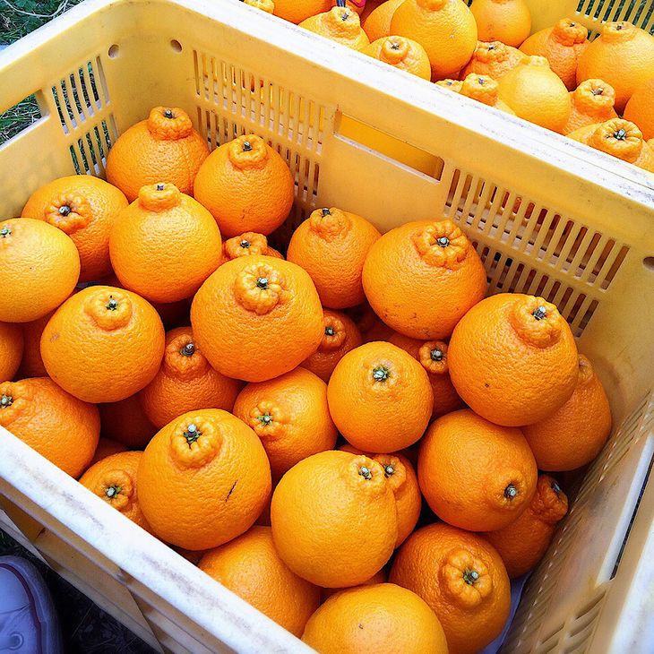 ZE6209n_【2026年先行予約】有田の不知火(しらぬひ) 2.5kg　8～11玉　（M～2Lサイズ）まごころ手選別