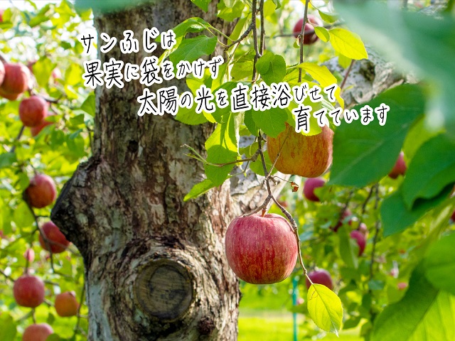 りんご 青森 サンふじ 王林 約 5kg (12～18玉) リンゴ 詰め合わせ セット 青森県 鰺ヶ沢町産 木村りんご園 フルーツ 果物 果物類 白神山地 林檎 サンフジ ふじ ※オンライン決済限定