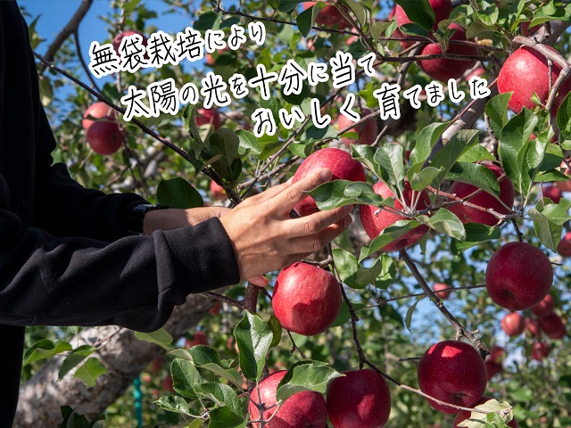 りんご 青森 サンふじ リンゴ 約 5kg (12～16玉) 青森県 鰺ヶ沢町産 西樹園 フルーツ 果物 果物類 白神山地 林檎 サンフジ ふじ