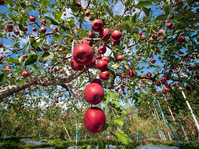 りんご 青森 サンふじ リンゴ 約 5kg (12～16玉) 青森県 鰺ヶ沢町産 西樹園 フルーツ 果物 果物類 白神山地 林檎 サンフジ ふじ