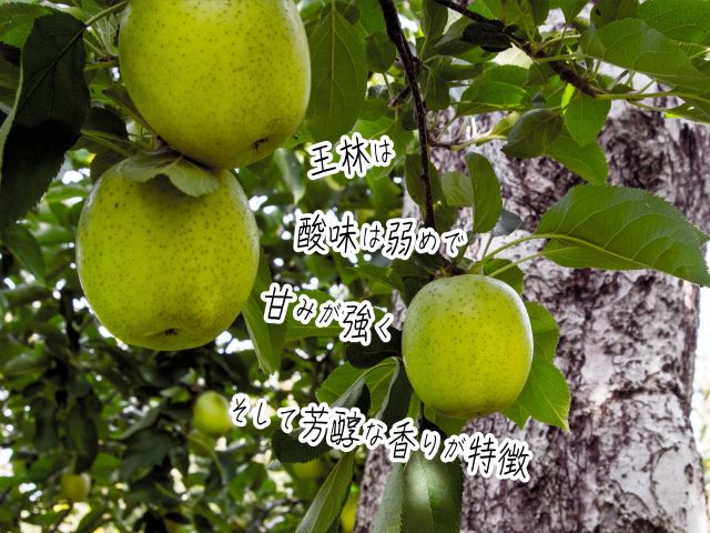 りんご 青森 サンふじ 王林 約 5kg (12～18玉) リンゴ 詰め合わせ セット 青森県 鰺ヶ沢町産 木村りんご園 フルーツ 果物 果物類 白神山地 林檎 サンフジ ふじ ※オンライン決済限定