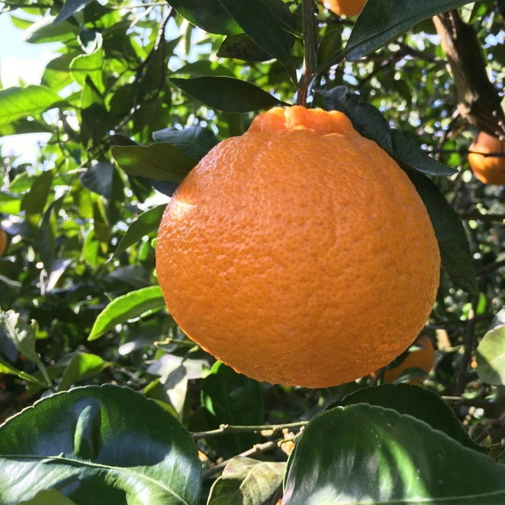 【先行予約】【農家直送】濃厚不知火（ご家庭用）約5kg ※2026年1月下旬～3月下旬頃に順次発送予定 ※北海道・沖縄・離島への配送不可