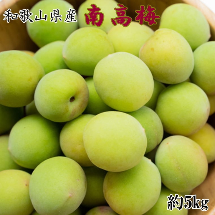 和歌山名産】南高梅5kg（サイズ混合） ｜ 青梅 紀州 産地直送