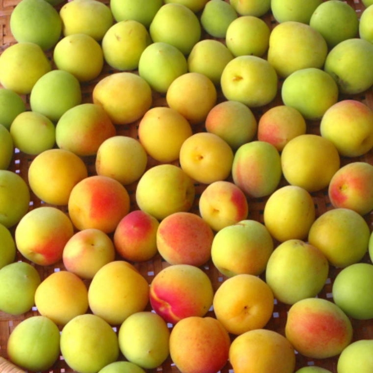 【和歌山名産】南高梅5kg（サイズ混合） ｜ 青梅 紀州 産地直送 うめ ウメ 新鮮 ※2026年6月上旬～6月下旬頃に順次発送予定