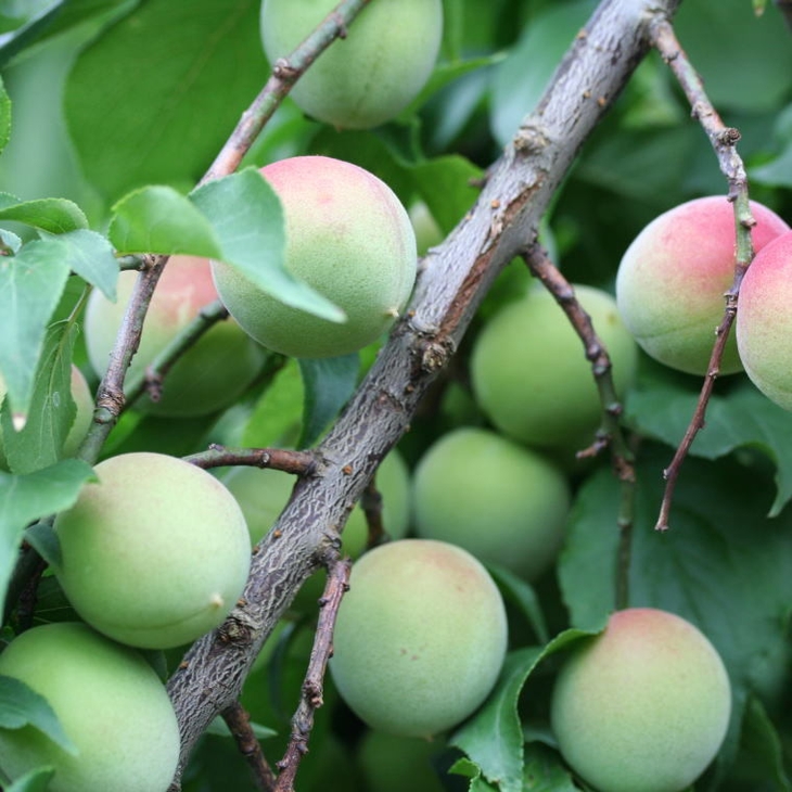 【和歌山名産】南高梅5kg（サイズ混合） ｜ 青梅 紀州 産地直送 うめ ウメ 新鮮 ※2026年6月上旬～6月下旬頃に順次発送予定