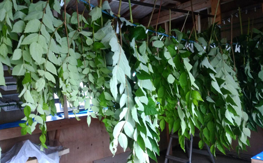 タラノキ茶 36g(1.5g x 24包) お茶 茶葉 ティーパック 健康茶