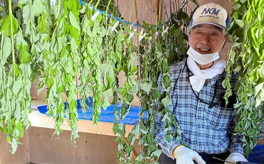 タラノキ茶 36g(1.5g x 24包) お茶 茶葉 ティーパック 健康茶