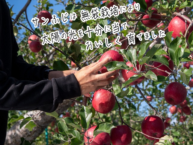 りんご 青森 サンふじ 王林 約 5kg (12～18玉) リンゴ 詰め合わせ セット 青森県 鰺ヶ沢町産 西樹園 フルーツ 果物 果物類 白神山地 林檎 サンフジ ふじ