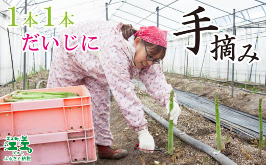 北海道江差町のふるさと納税 ＼春アスパラ 先行予約 2026年4月～順次出荷予定／北海道江差町産 アスパラガス【L～2Lサイズ】 1kg　約20本　太い！ 甘い！ ジューシー！　朝採り　農家直送　新鮮　鮮度保持　北海道　旬野菜　グリーンアスパラ　アスパラ　ギフト　贈答