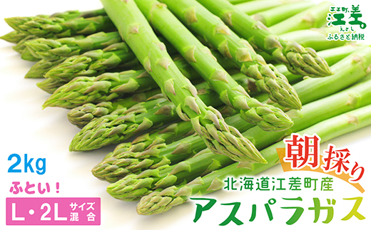 北海道江差町のふるさと納税 【夏芽 予約受付 6月中旬～順次出荷】2025年 北海道江差町産 アスパラガス【L～2Lサイズ】 2kg　約40本　太い！ 甘い！ ジューシー！　朝採り　農家直送　新鮮　鮮度保持　北海道　旬野菜　グリーンアスパラ　アスパラ　ギフト　贈答