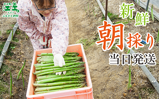 北海道江差町のふるさと納税 【夏芽 予約受付 6月中旬～順次出荷】2025年 北海道江差町産 アスパラガス【L～2Lサイズ】 2kg　約40本　太い！ 甘い！ ジューシー！　朝採り　農家直送　新鮮　鮮度保持　北海道　旬野菜　グリーンアスパラ　アスパラ　ギフト　贈答