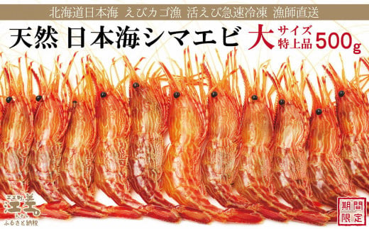 北海道江差町のふるさと納税 【早期予約・12月中旬以降 順次出荷予定】北海道産 違いが分かる天然日本海シマエビ 大サイズ 500g　色鮮やかで香りよし 濃厚な甘み 食べれば分かる格別の味！　国産　江差近海産　天然もの　エビかご漁師直送　最良品厳選　生食可　お刺身　天ぷら　エビフライ　海老