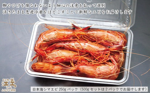 北海道江差町のふるさと納税 【早期予約・12月中旬以降 順次出荷予定】北海道産 違いが分かる天然日本海シマエビ 大サイズ 500g　色鮮やかで香りよし 濃厚な甘み 食べれば分かる格別の味！　国産　江差近海産　天然もの　エビかご漁師直送　最良品厳選　生食可　お刺身　天ぷら　エビフライ　海老